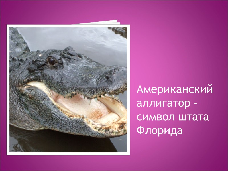 Американский аллигатор - символ штата Флорида